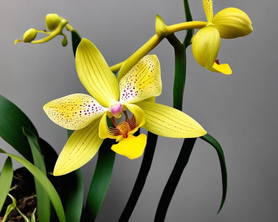 veelvoorkomende problemen bij het water geven van orchideeën