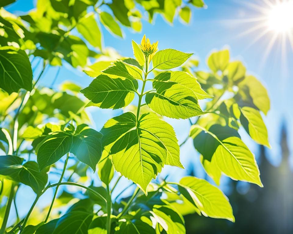 zonlicht en plantengroei
